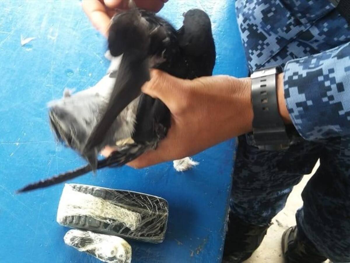 Interceptan dos palomas mensajeras en la cárcel de Cómbita
