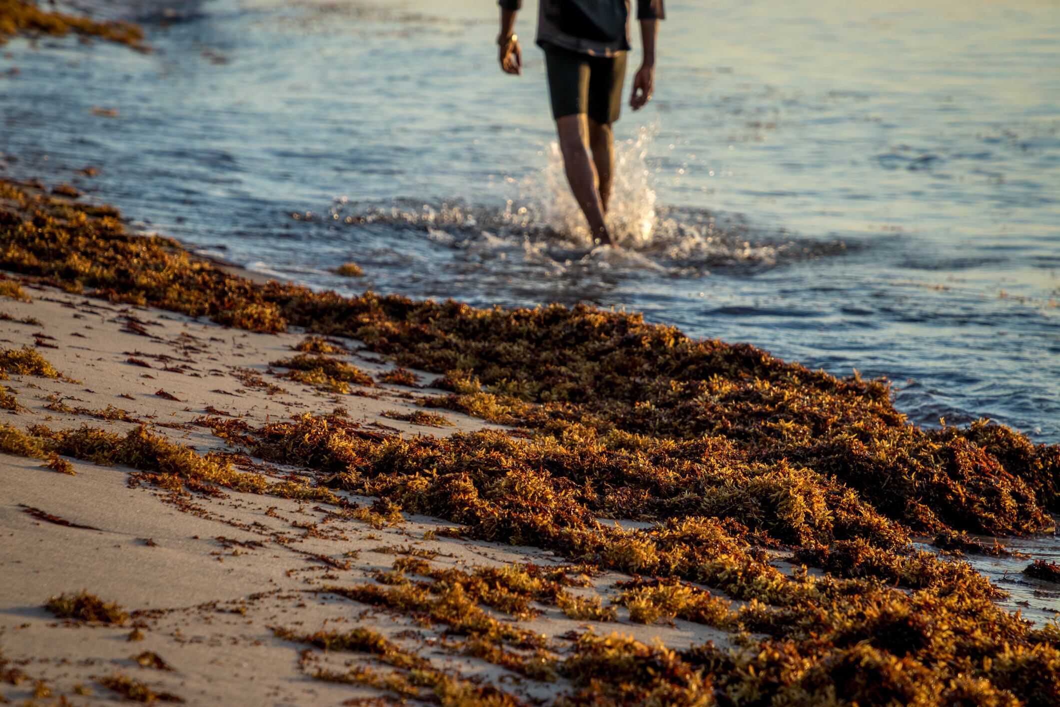 Alga sargazo / Getty Images
