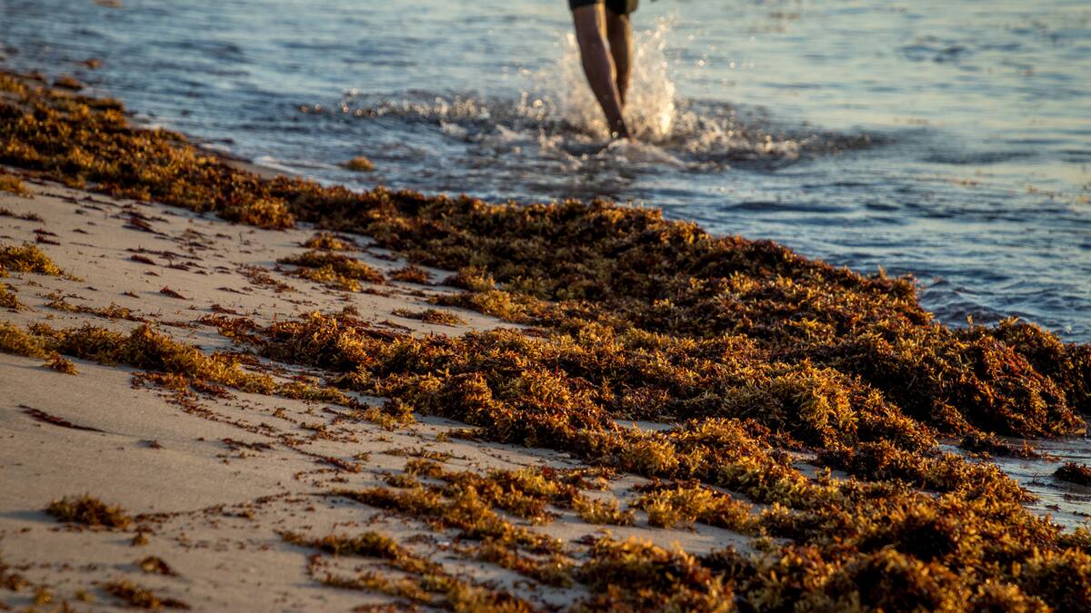 Sargazo vuelve a amenazar las playas de la riviera maya en México