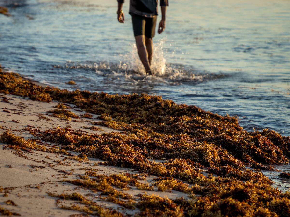 Sargazo vuelve a amenazar las playas de la riviera maya en México