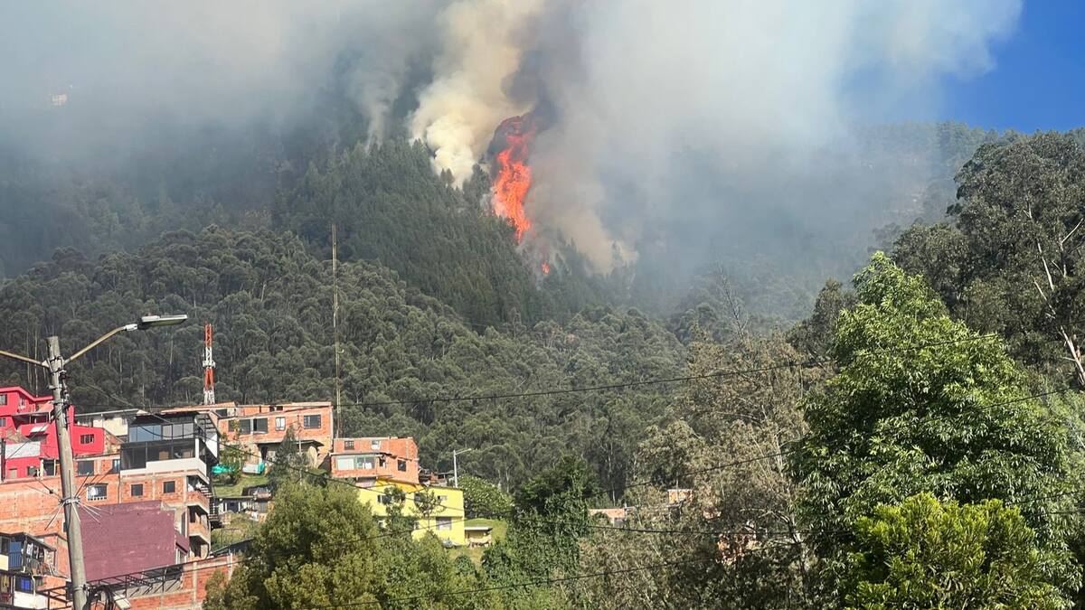 Incendios en Bogotá: líneas de emergencia para llamar en caso de ver un animal silvestre