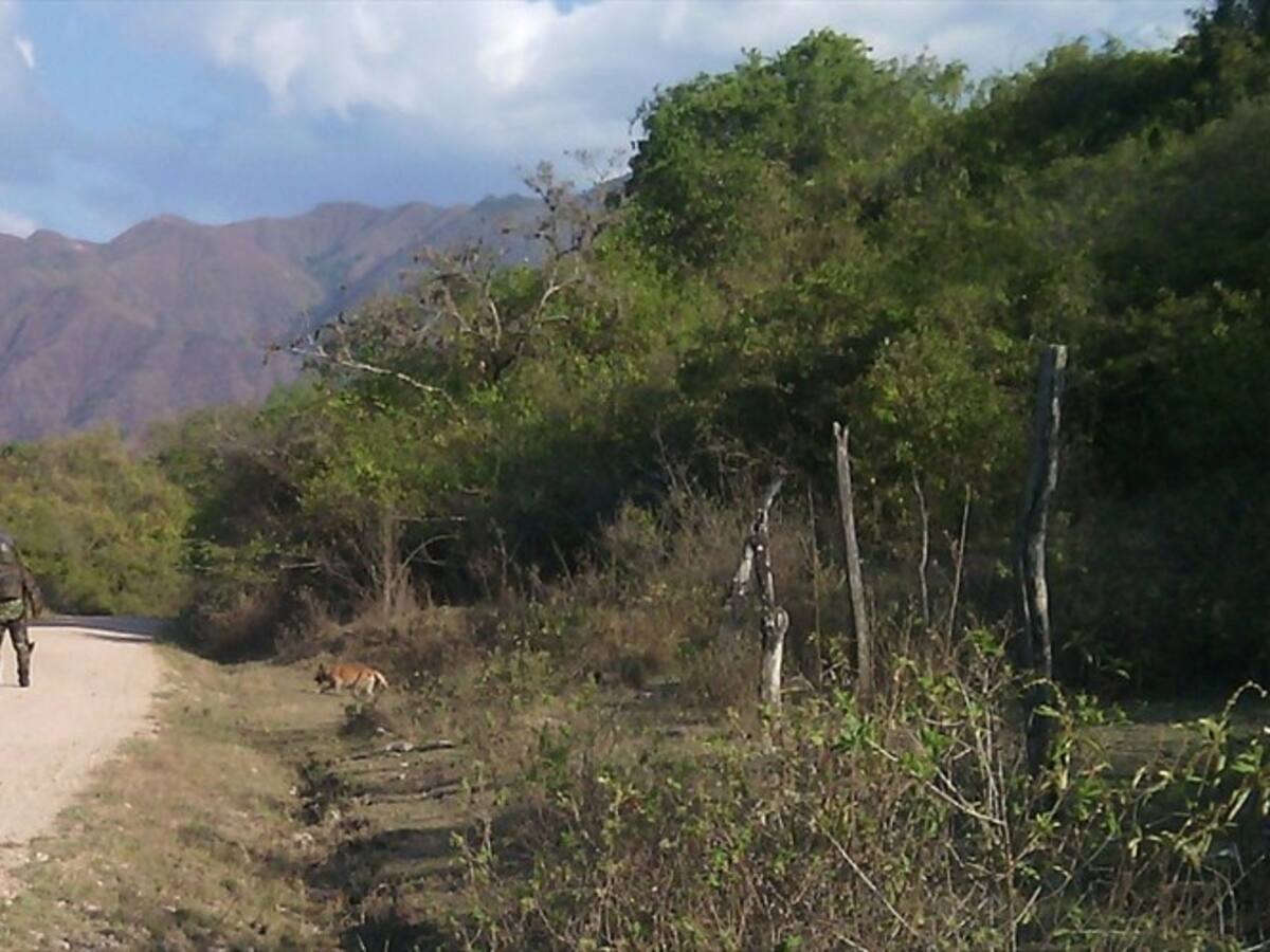 Autoridades frustran nuevo atentado en el departamento del Cauca