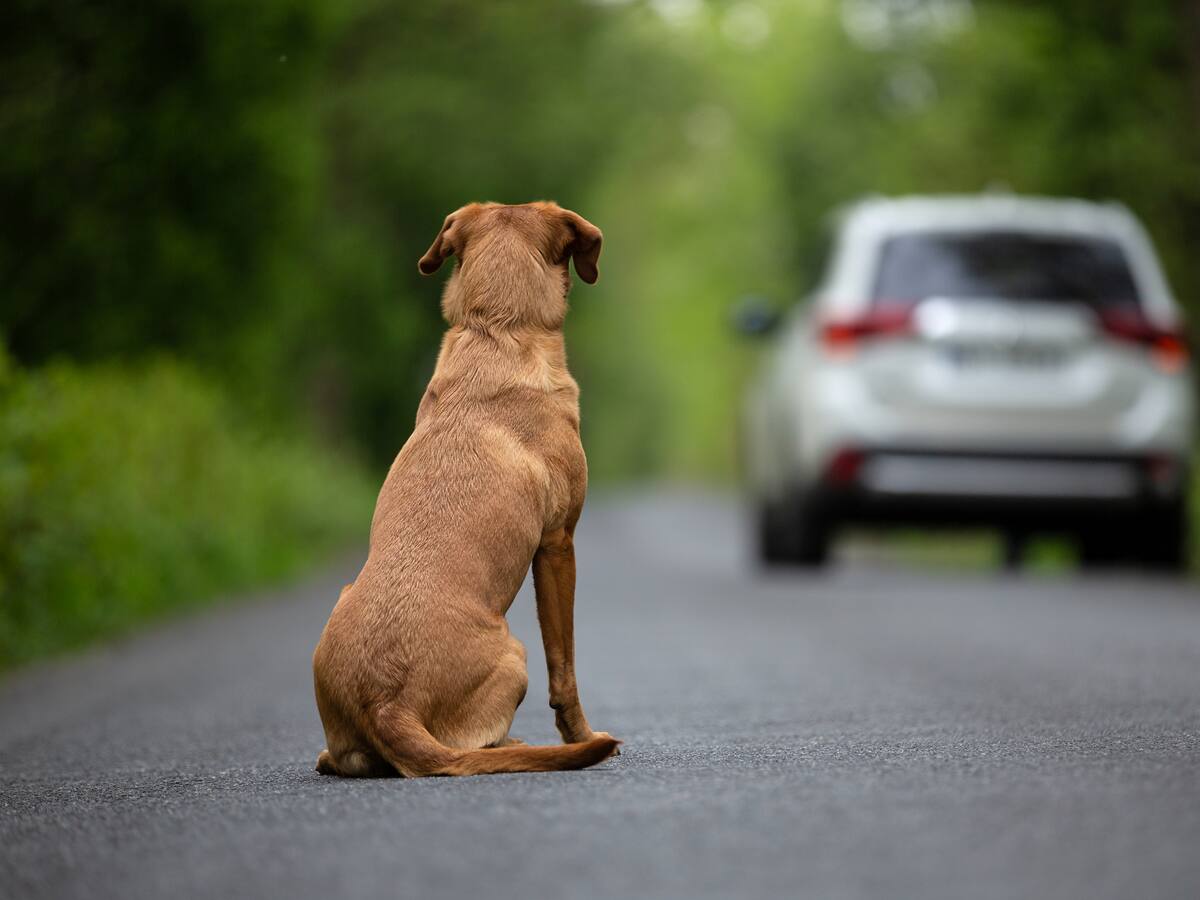 “Es un mito que los animales soporten el abandono fácilmente”: experto