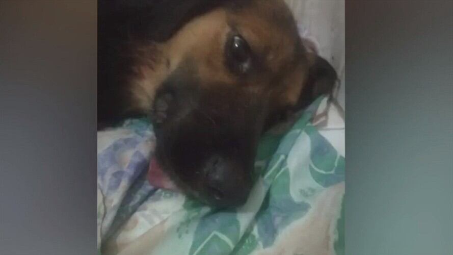 Milena Cueto, aseguró que "Gordo" era un miembro más de su familia. Mientras que Giovanni Lavoz, rescatista, dijo que el agresor tenía antecedentes de maltrato animal.. Foto: Captura de video