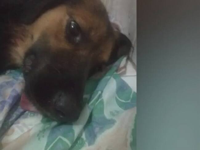 Milena Cueto, aseguró que "Gordo" era un miembro más de su familia. Mientras que Giovanni Lavoz, rescatista, dijo que el agresor tenía antecedentes de maltrato animal.. Foto: Captura de video