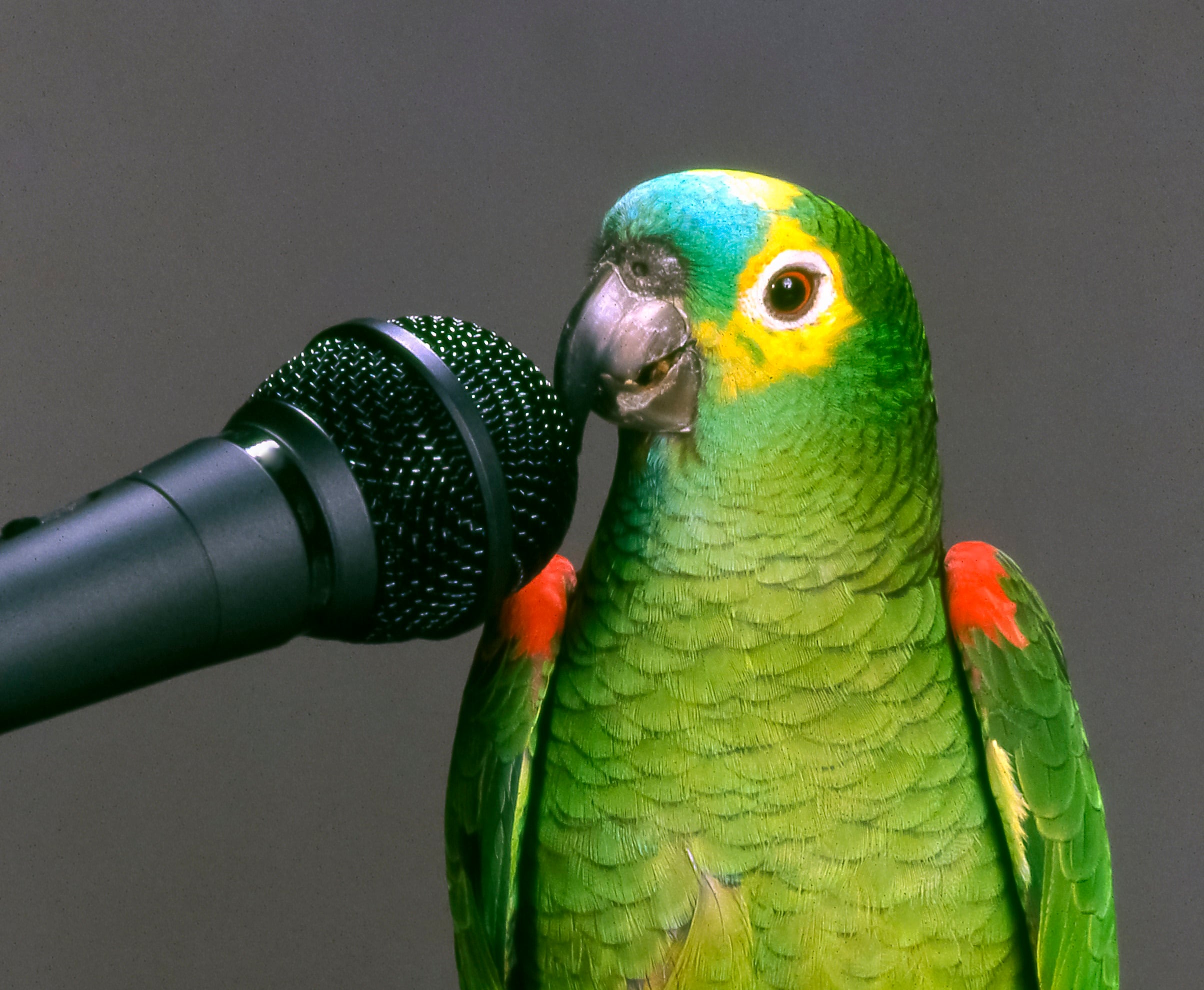 Loro imagen de referencia. Foto: Getty Images.