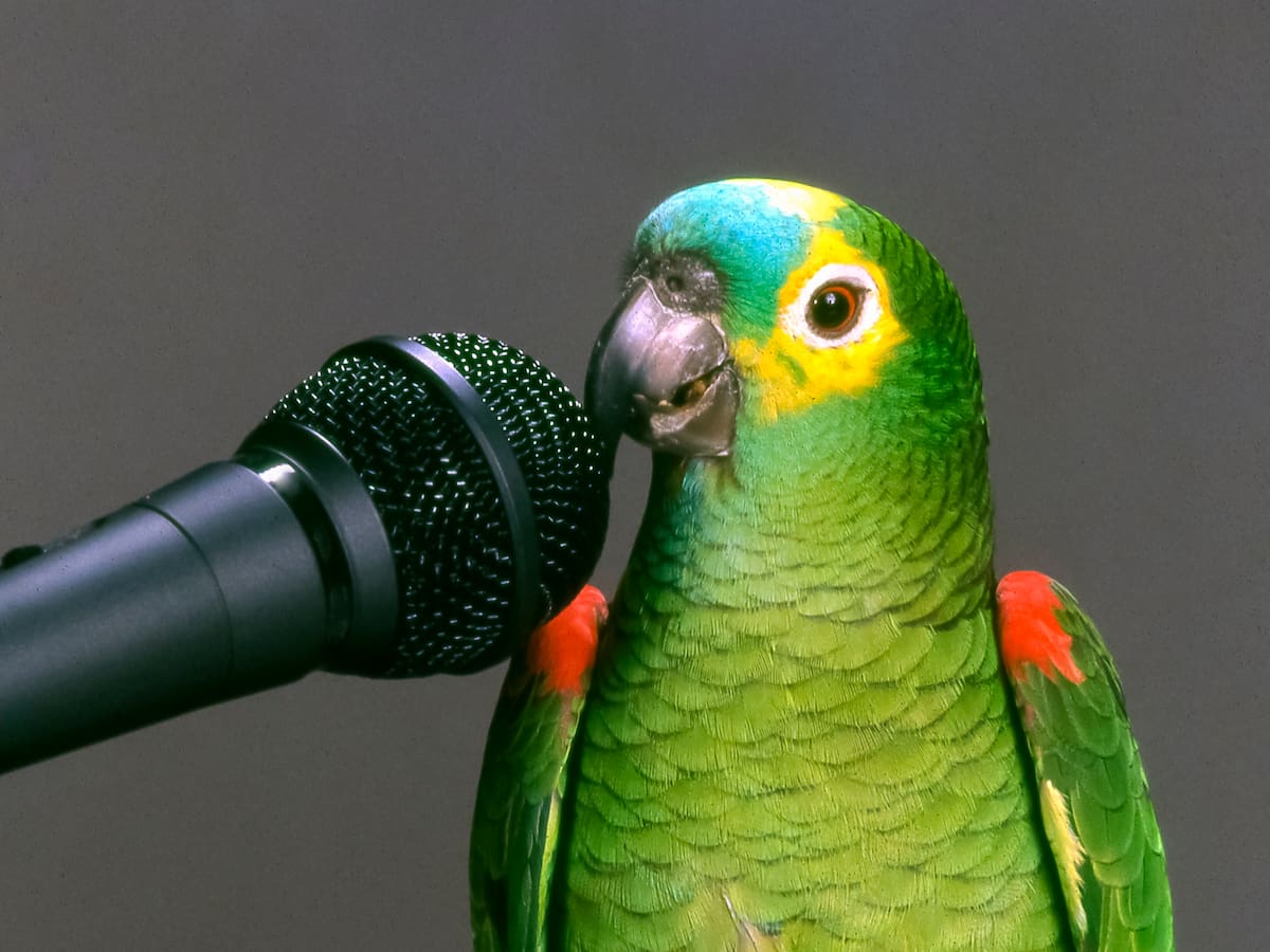 ¿Por qué los loros hablan? Esto explica la ciencia