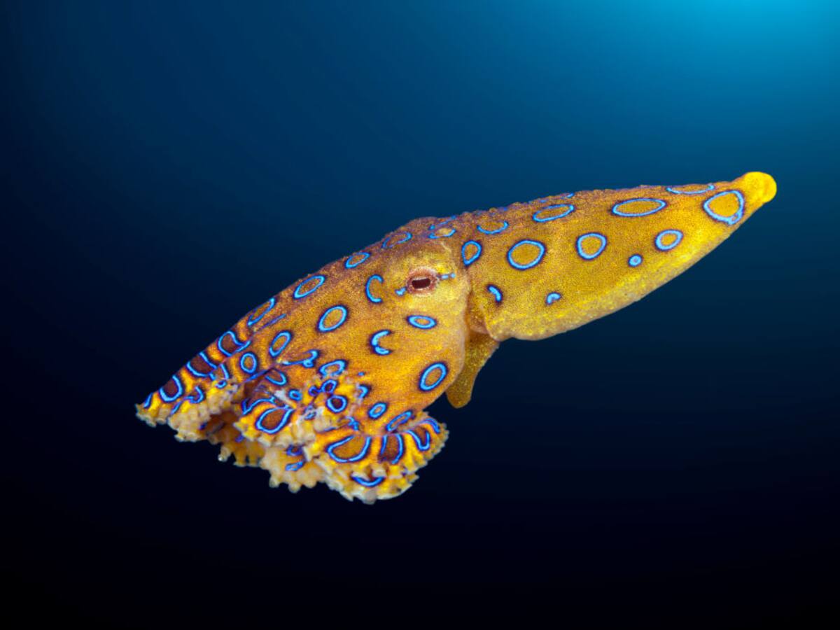 Estos son algunos de los animales más venenosos del mundo marino