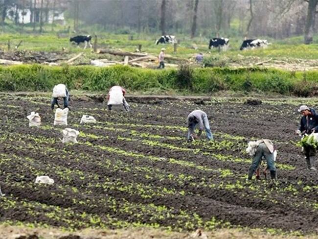 Piden al Gobierno de manera urgente le ponga la lupa a esta situación que está acabando con el campo.. Foto: Colprensa