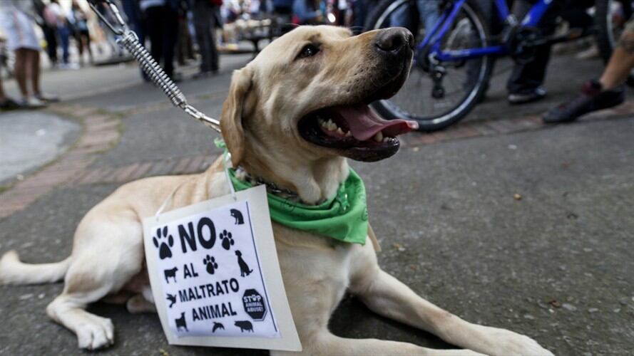 Fiscalía denuncia casos de maltrato animal en Colombia. Foto: Colprensa
