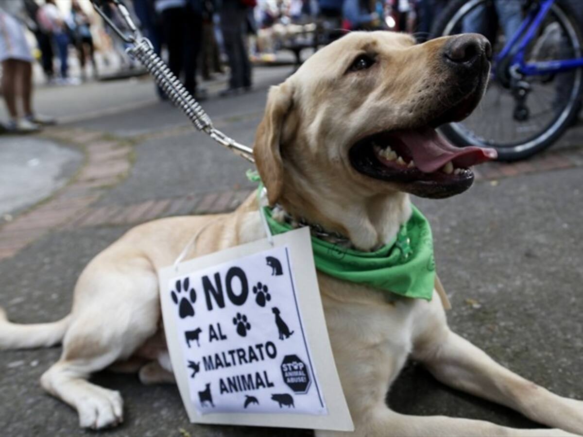 Cundinamarca, Casanare y Santander: Departamentos con más denuncias por maltrato animal