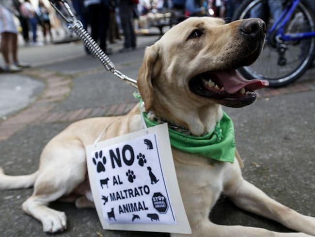Fiscalía denuncia casos de maltrato animal en Colombia. Foto: Colprensa