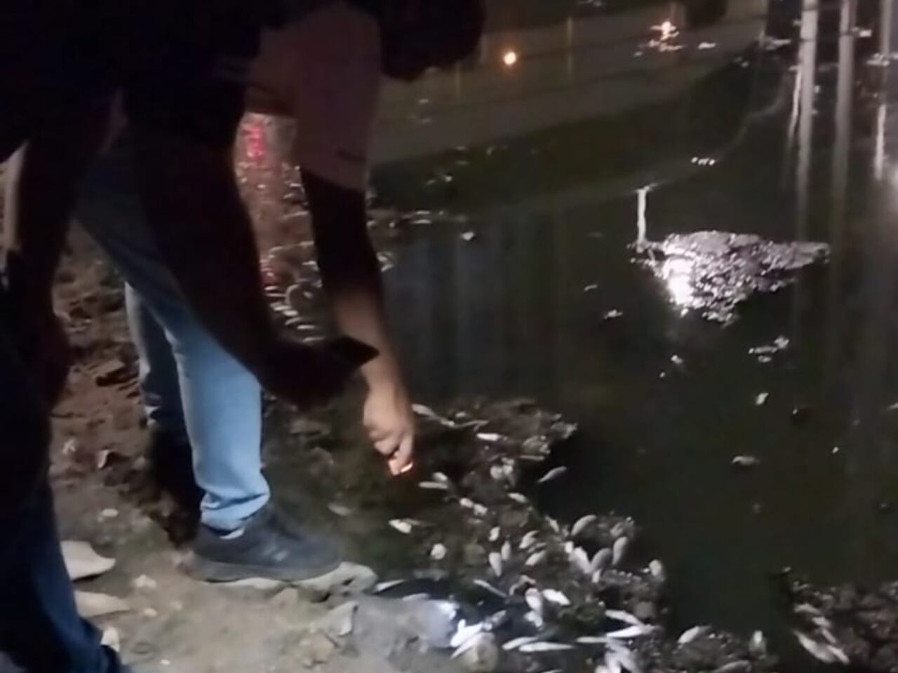 EPA Cartagena verifica mortandad de peces en Cartagena | Foto: Alcaldía de Cartagena