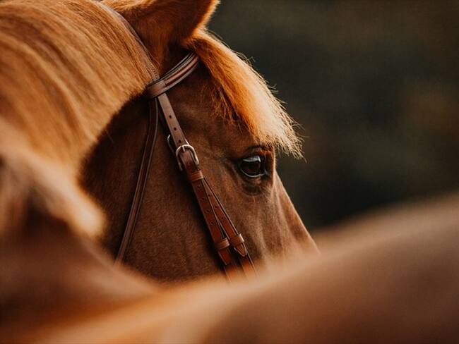El llano le canta a Colombia con la película "Jinetes del Paraíso"