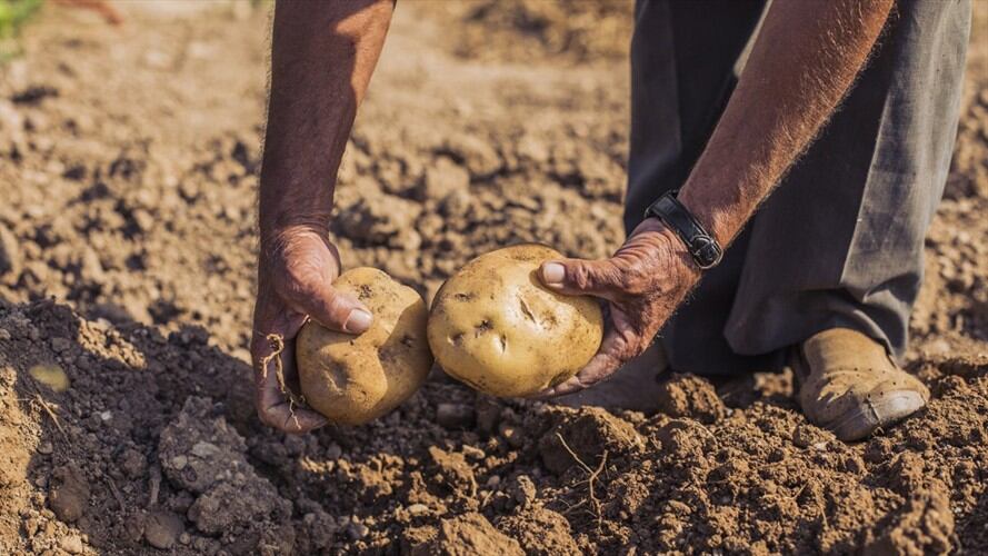 Dignidad Agropecuaria de Colombia envió al ministro de Agricultura una carta acerca de los caminos que se vienen buscando para ayudar al sector papero del país. Foto: Getty Images / WESTEND61
