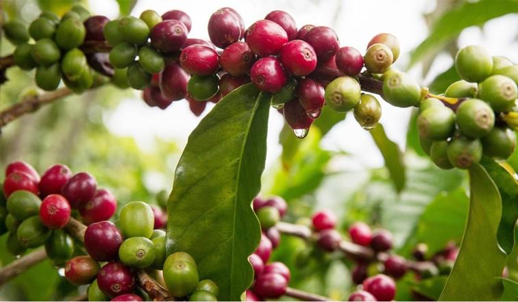 Oficial Federación Nacional de Cafeteros