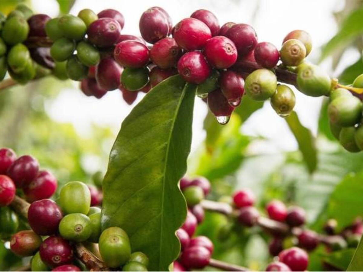 Hay preocupación en Caldas por la pérdida de 40.000 hectáreas de café en los últimos 25 años