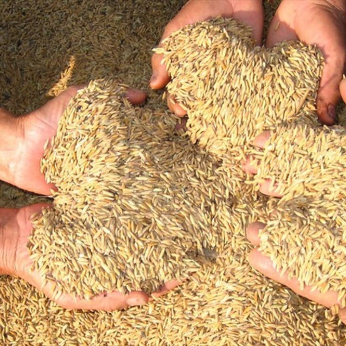 Arroceros advierten que se vendrá un nuevo paro por la caída de precios en el cereal