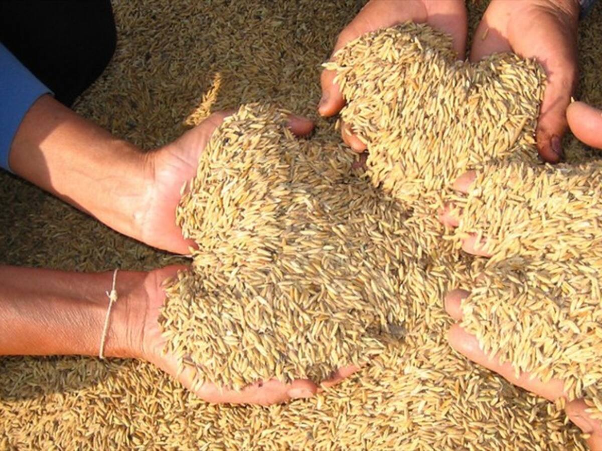 Arroceros advierten que se vendrá un nuevo paro por la caída de precios en el cereal