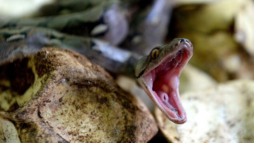 La serpiente fue hallada en el domicilio de la víctima/ Imagen de referencia. Foto: Getty Images