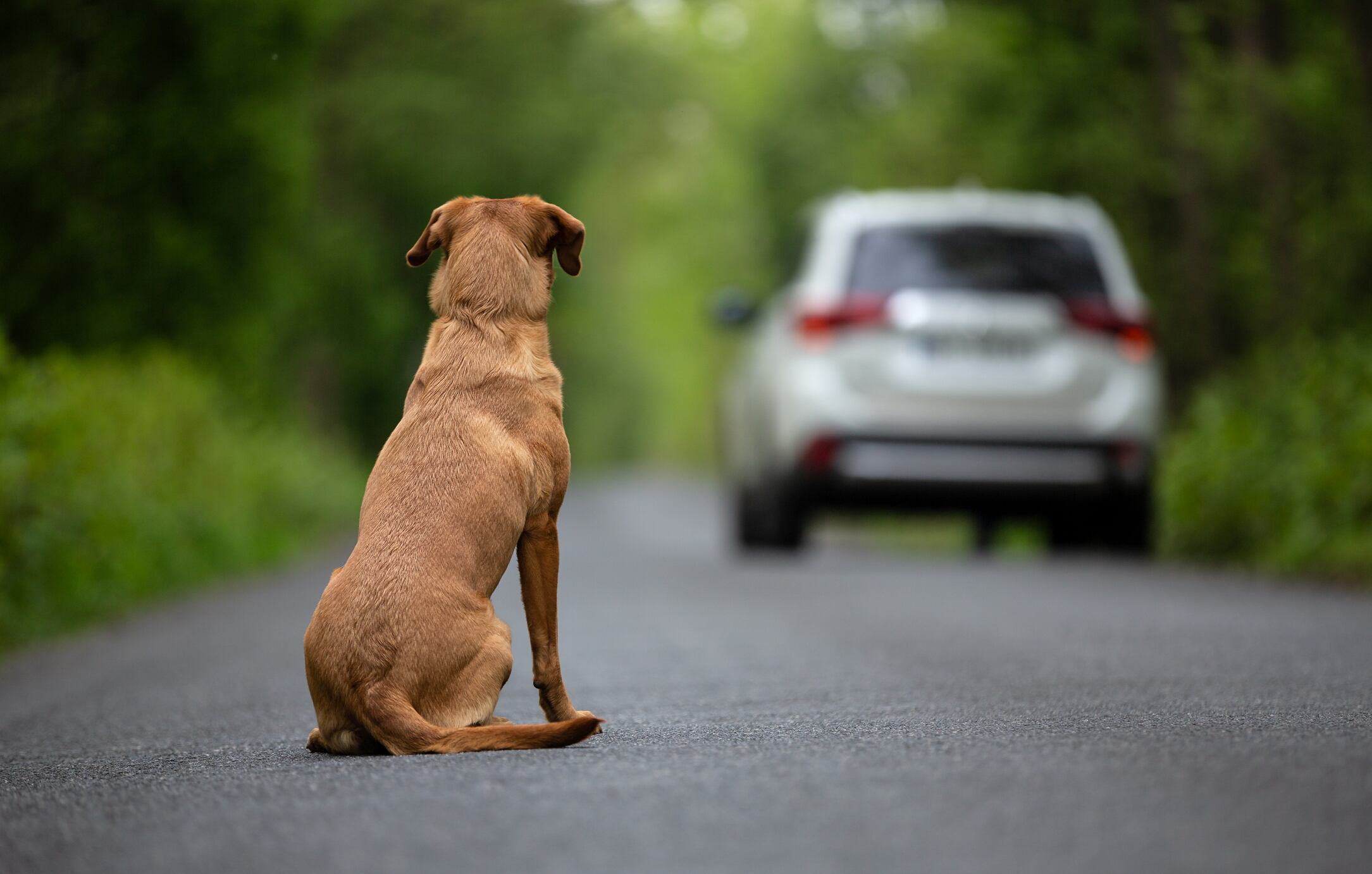 Perro abandonado en Bogotá. Foto: Getty Images.