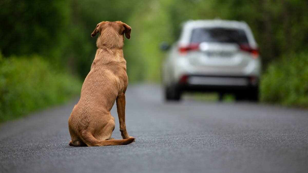 ¿Cómo denunciar el atropello y abandono de un perro en vía pública en Bogotá?