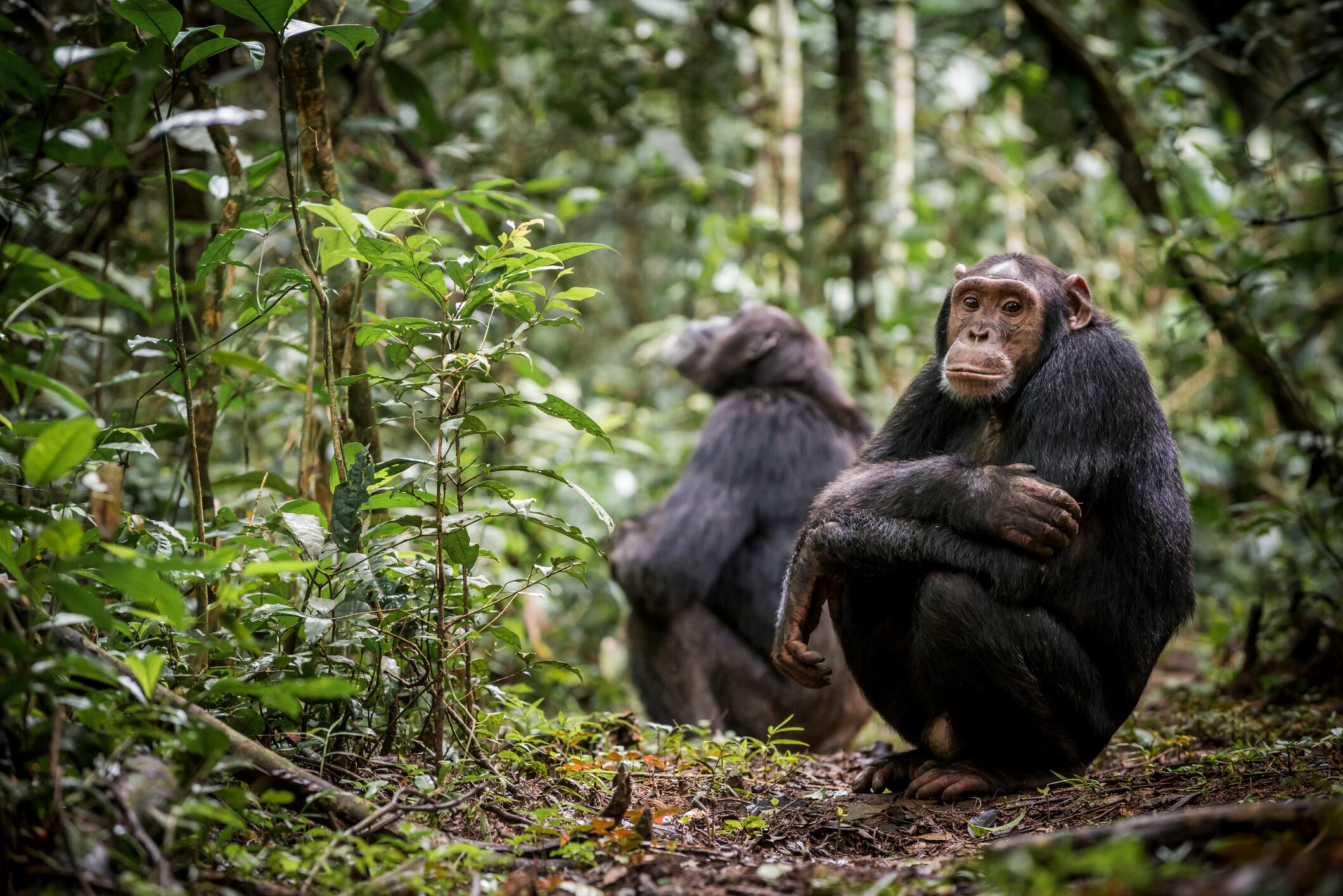Chimpancé común. Foto: Getty Images.