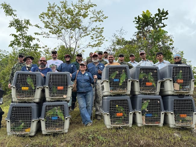 Liberadas más de 180 aves silvestres en reservas del Magdalena rescatadas en Bogotá