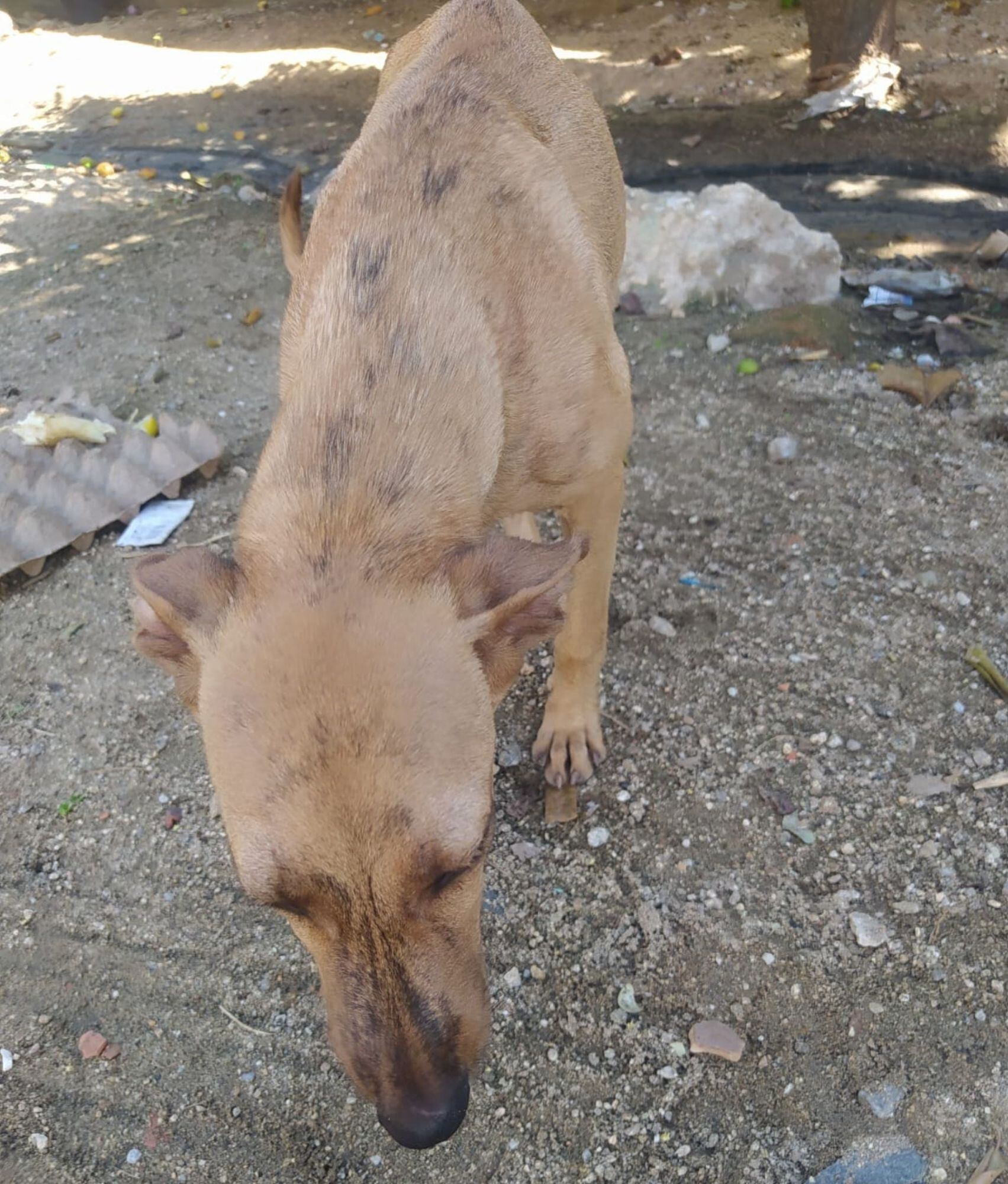 Animales en condición de calle/ Foto: Archivo Veeduría Animal
