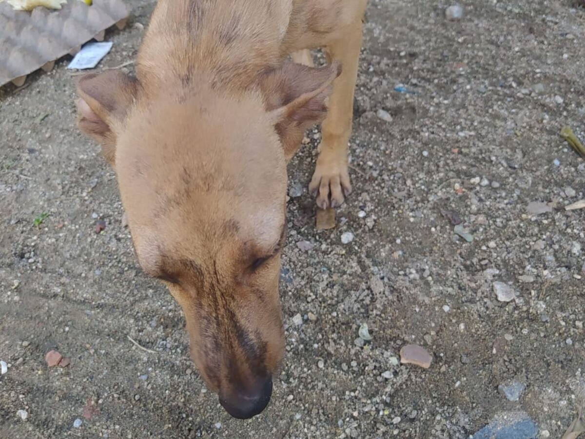 Perros y gatos en condición de calle en Santa Marta no han sido esterilizados