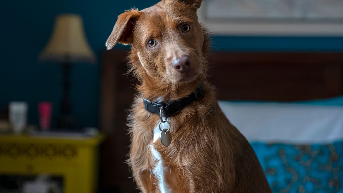 ¿Sabe cuántos años humanos tendría su perro? Ciencia explica cómo calcular la edad de estos animales