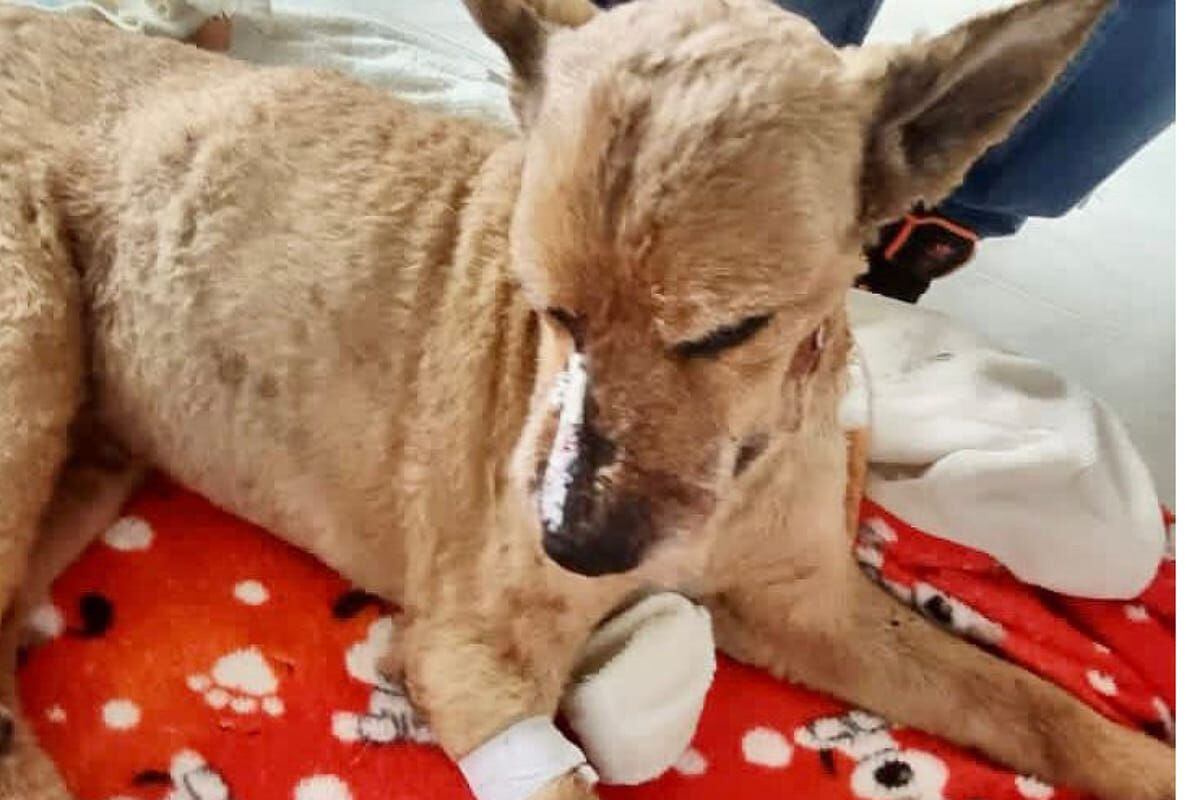 El canino fue intervenido quirúrgicamente como consecuencia de tres graves heridas. Crédito: Policía Popayán.