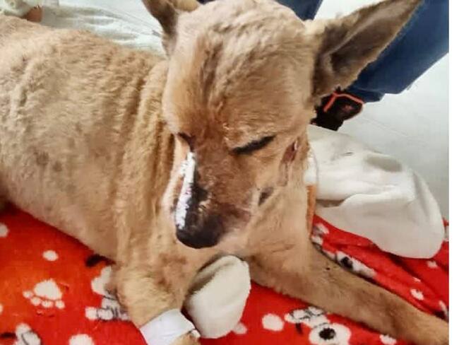 El canino fue intervenido quirúrgicamente como consecuencia de tres graves heridas. Crédito: Policía Popayán.
