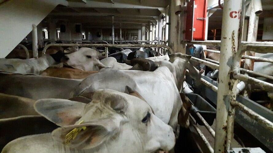 Productos agropecuarios ilegales / imagen de referencia. Foto: Colprensa