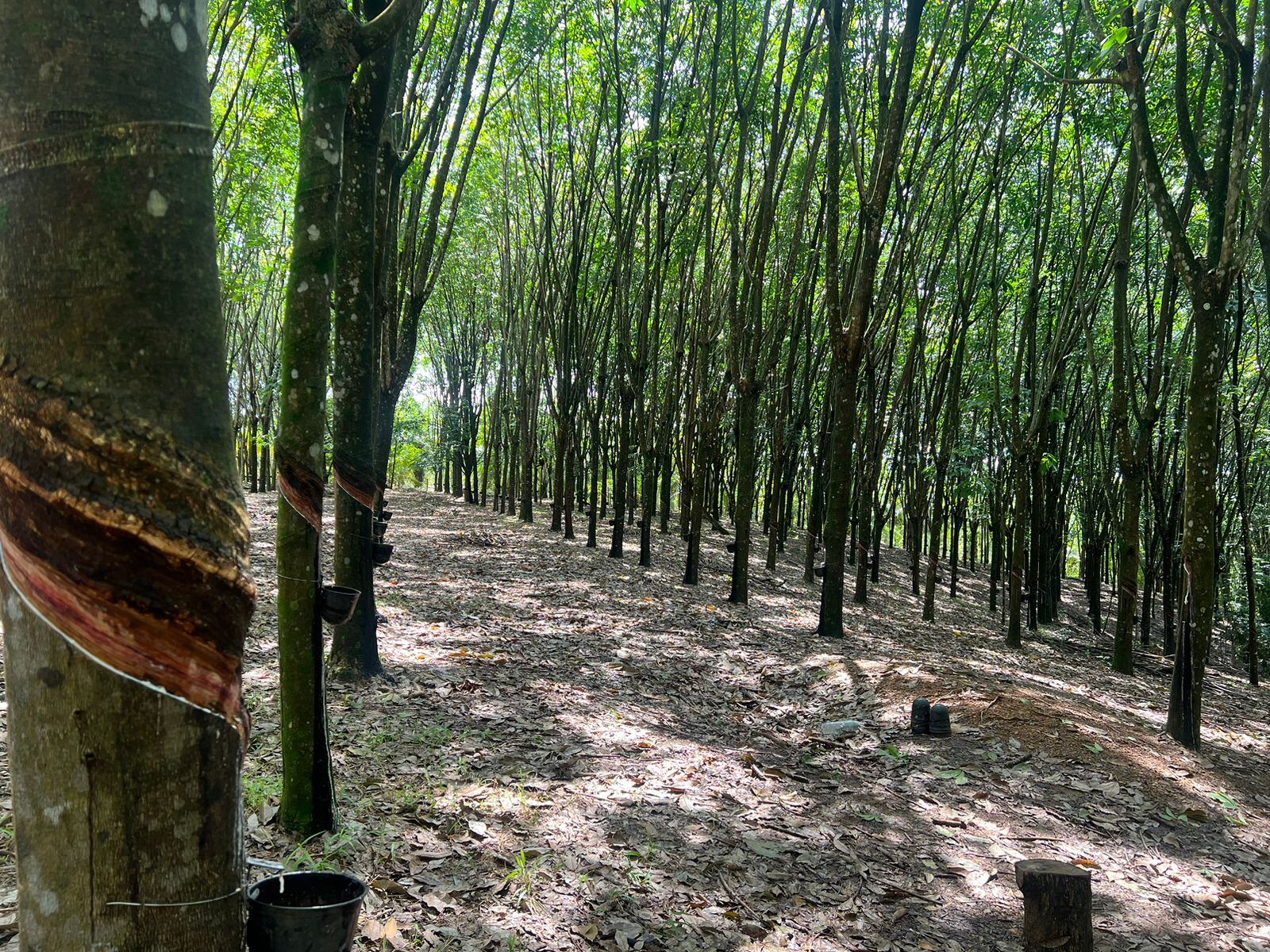 Cultivo de caucho en Norte de Santander. / Foto: Agencia de Desarrollo Rural.