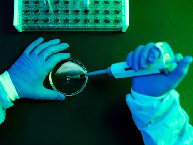 Aerial view of the hands of a scientist pouring fluid with the pipette into a petri dish in a laboratory with a green atmosphere. Photo: Getty Images