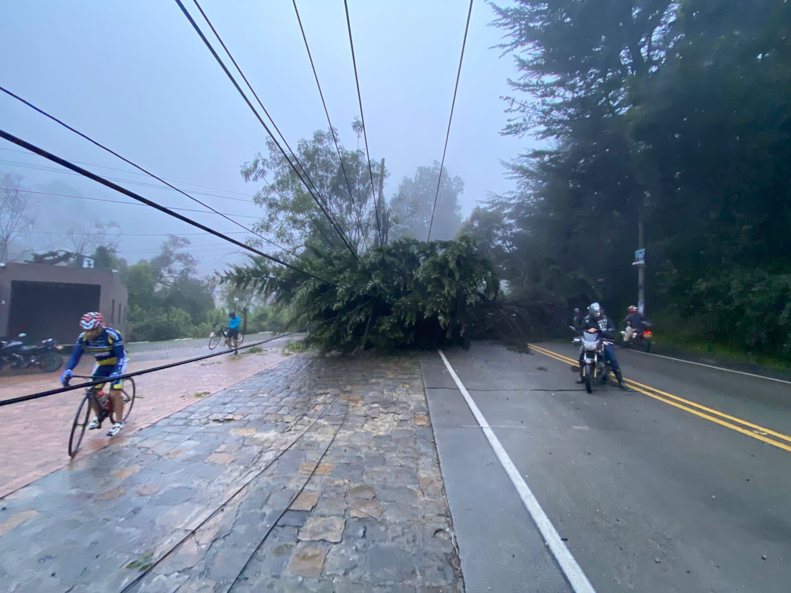 Árbol en La Calera. Foto: Alcaldía