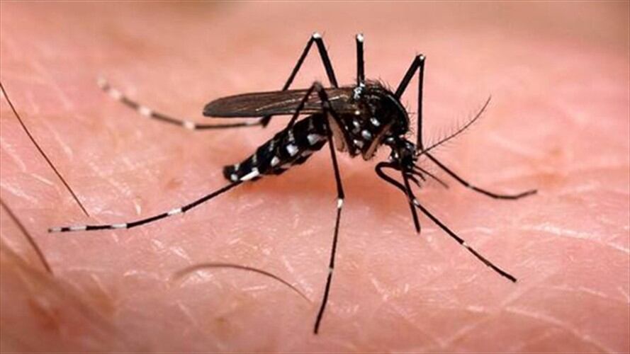 La cifra de fallecidos en el Valle del Cauca a causa del dengue asciende a 26 y el número de contagios incrementó a 15 mil. Foto: Colprensa