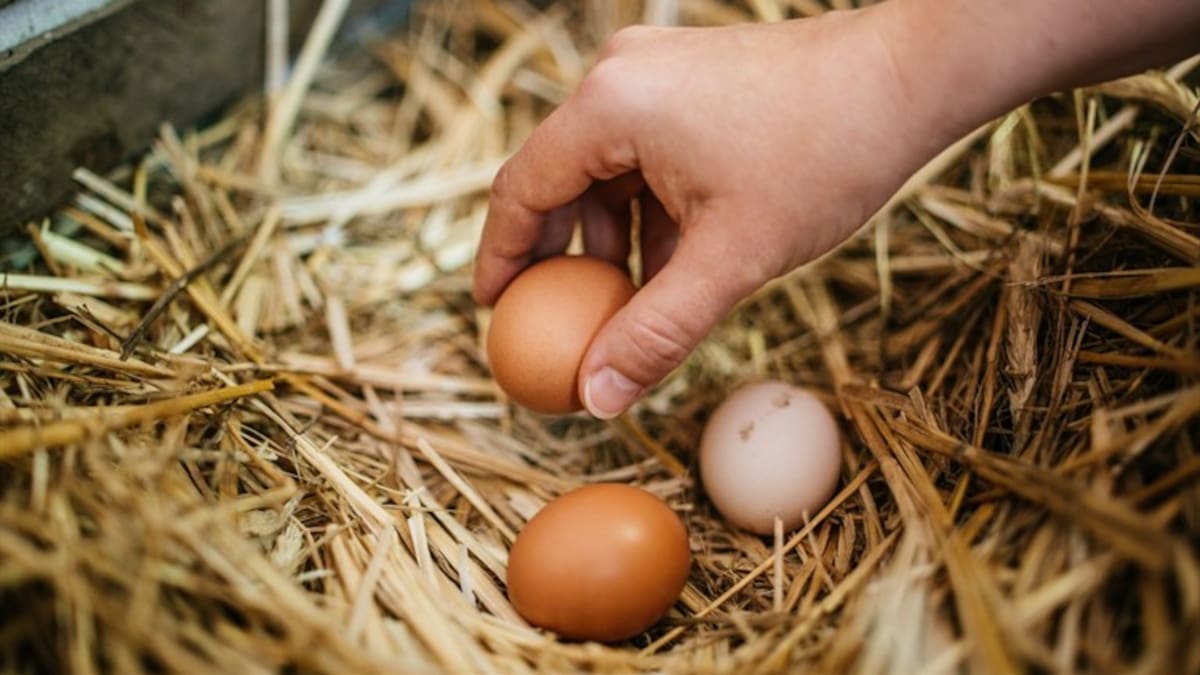 Agricultores del país aseguran que los huevos que se consumen en Colombia no son importados