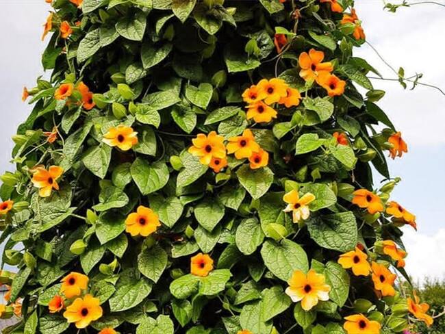 La aparente belleza de estas plantas, está asfixiando ecosistemas estratégicos en Boyacá. Foto: Corpoboyacá