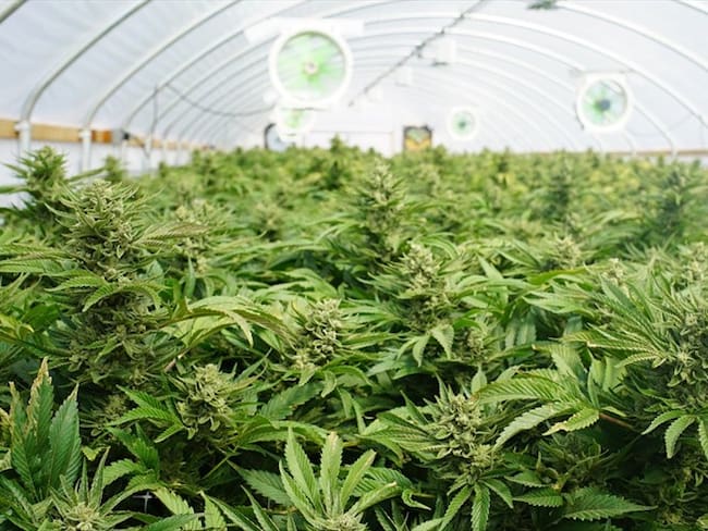 Michigan inicia venta legal de Marihuana recreativa