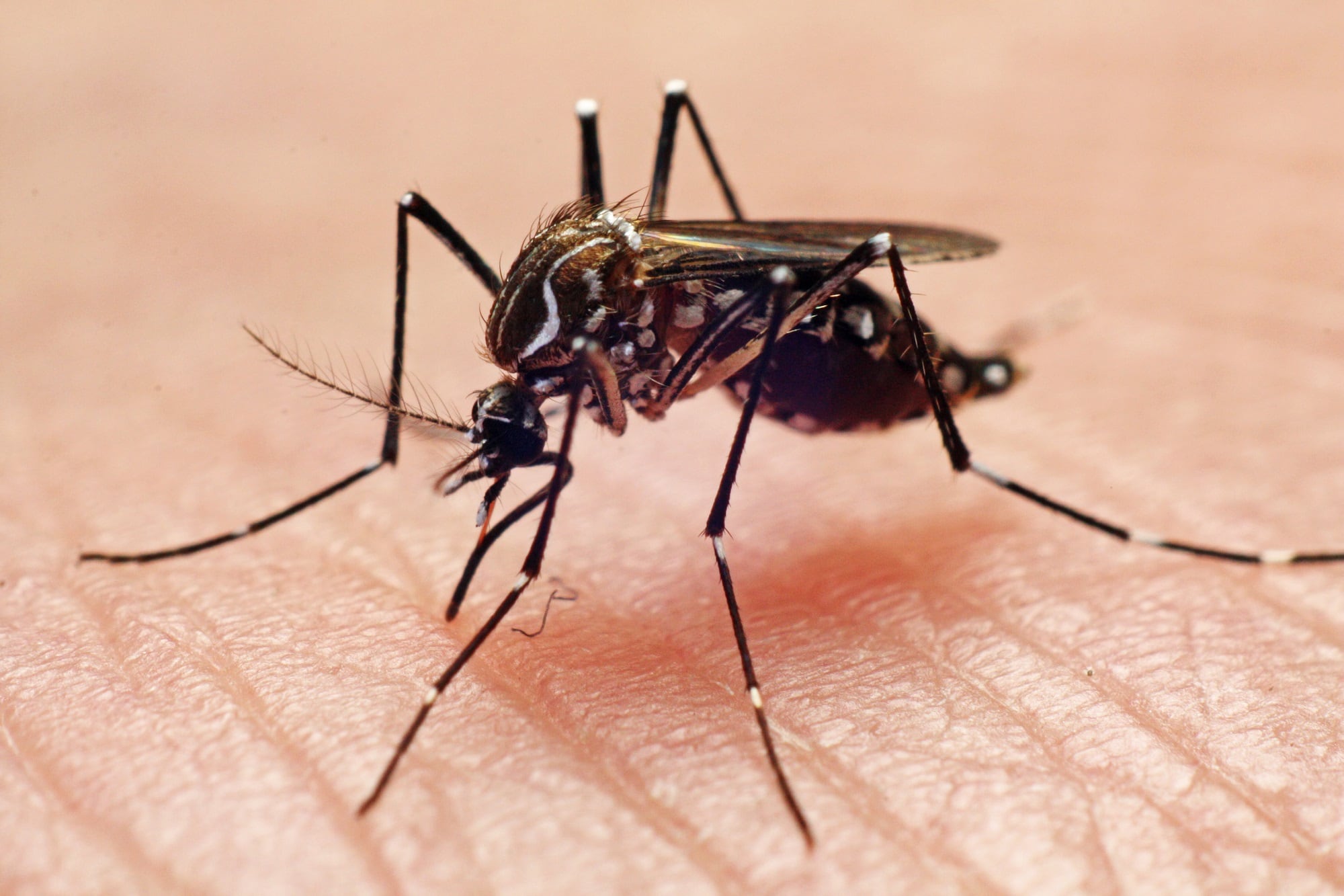 Mosquito del dengue. Foto: Getty Images