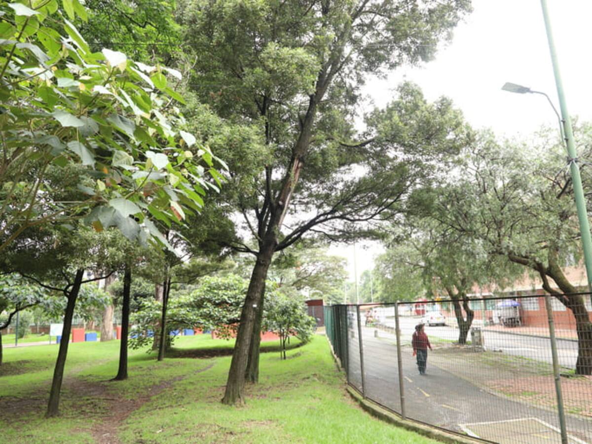 Al menos 33 árboles en riesgo serán talados en un parque en Bogotá