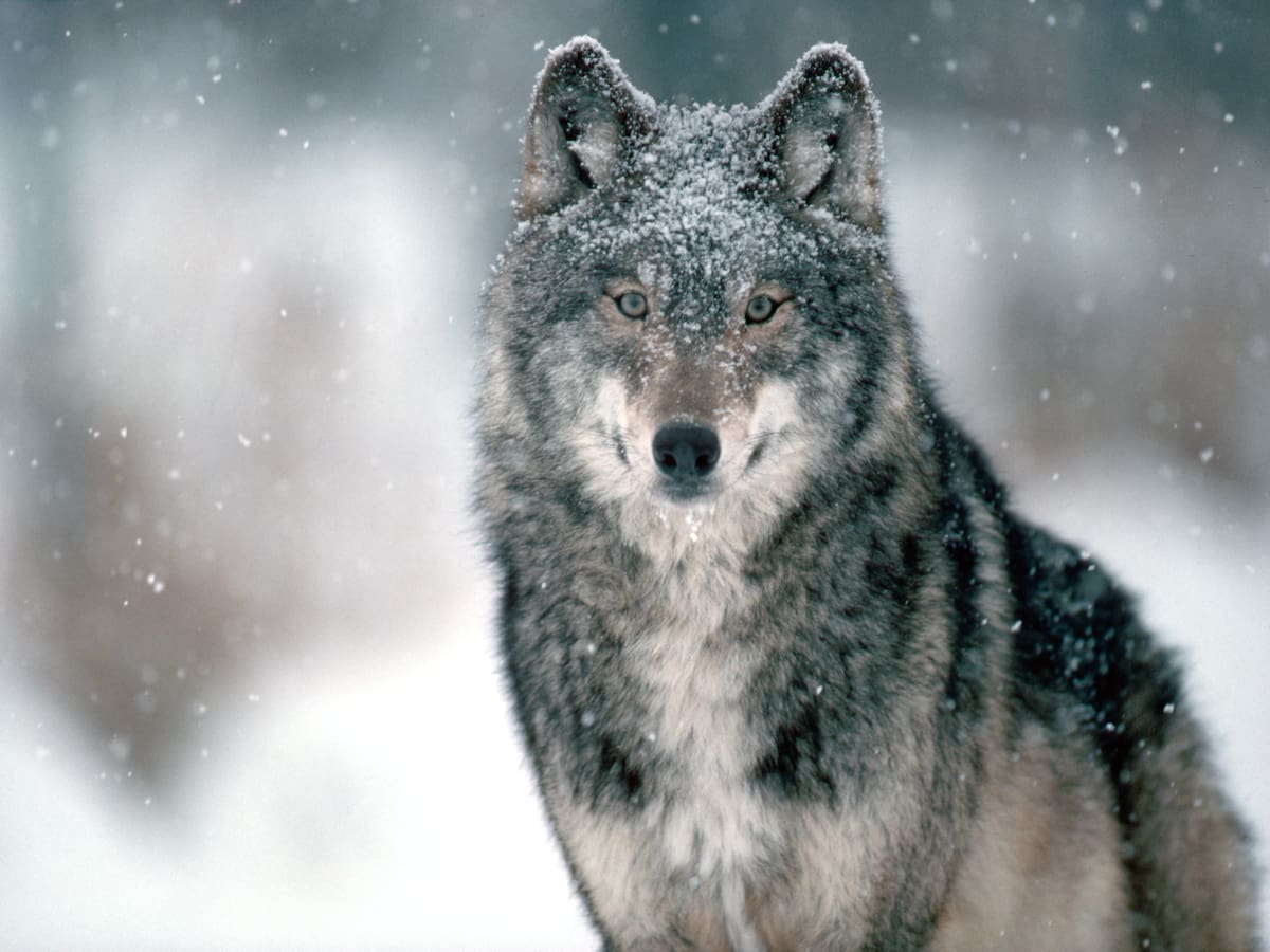 Los cinco animales que se “enamoran” de su pareja para siempre