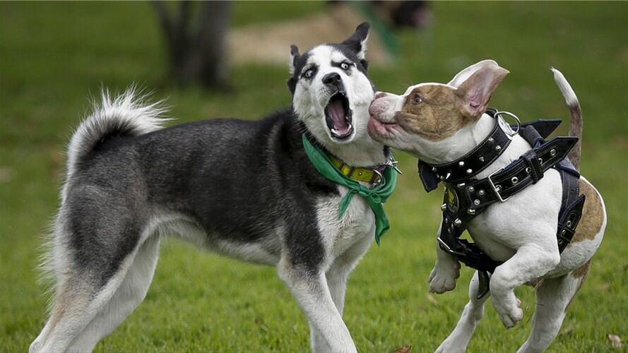 Siga a su mascota desde su celular con un nuevo dispositivo que lanzan en Colombia. Foto: Colprensa