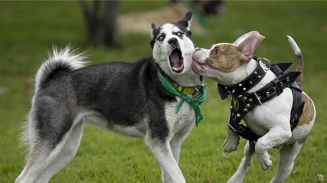 Siga a su mascota desde su celular con un nuevo dispositivo que lanzan en Colombia. Foto: Colprensa