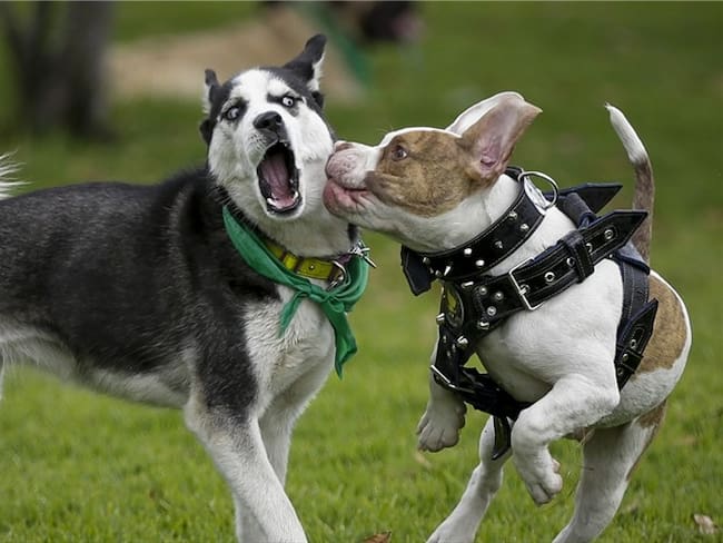 Siga a su mascota desde su celular con un nuevo dispositivo que lanzan en Colombia. Foto: Colprensa