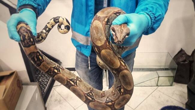 El reptil fue encontrado en el motor del vehículo en la localidad de Puente Aranda.. Foto: Secretaría de Ambiente de Bogotá