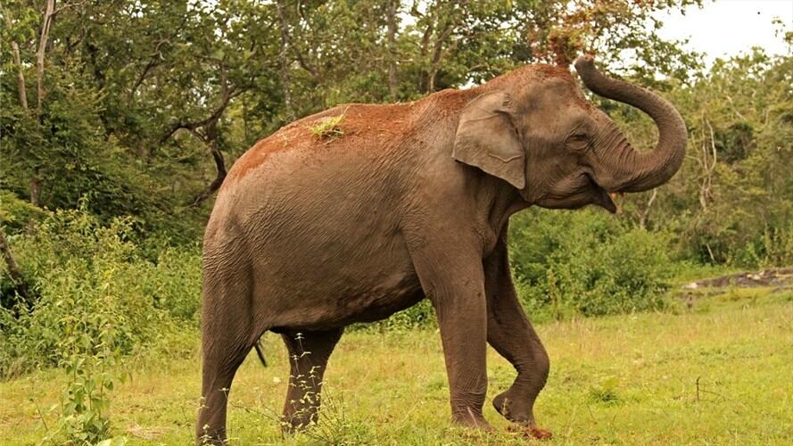 Según testimonios de los residentes del lugar, "Laden” ya había atacado a la aldea y había causado la muerte de otros habitantes y la destrucción de arrozales.. Foto: Getty Images