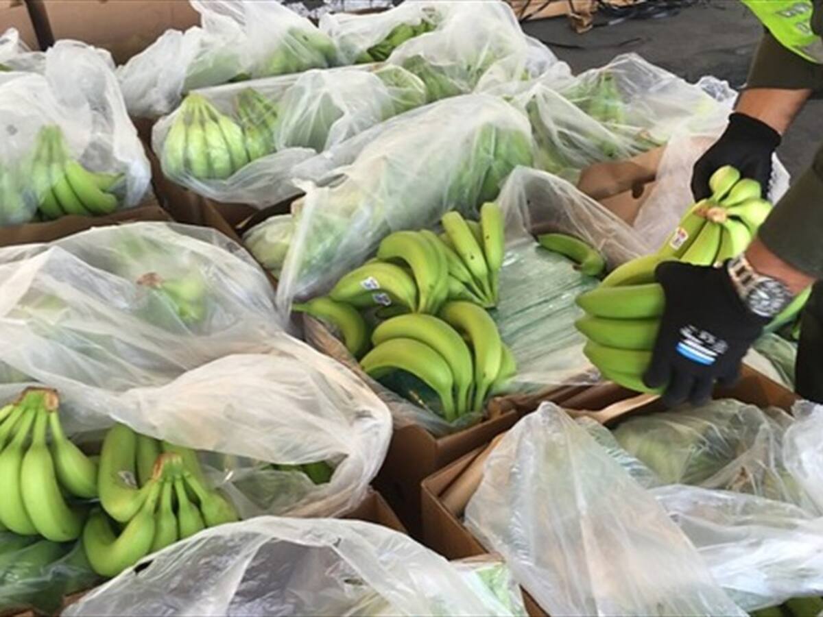 Bananeros del Magdalena, en alerta por acciones del narcotráfico